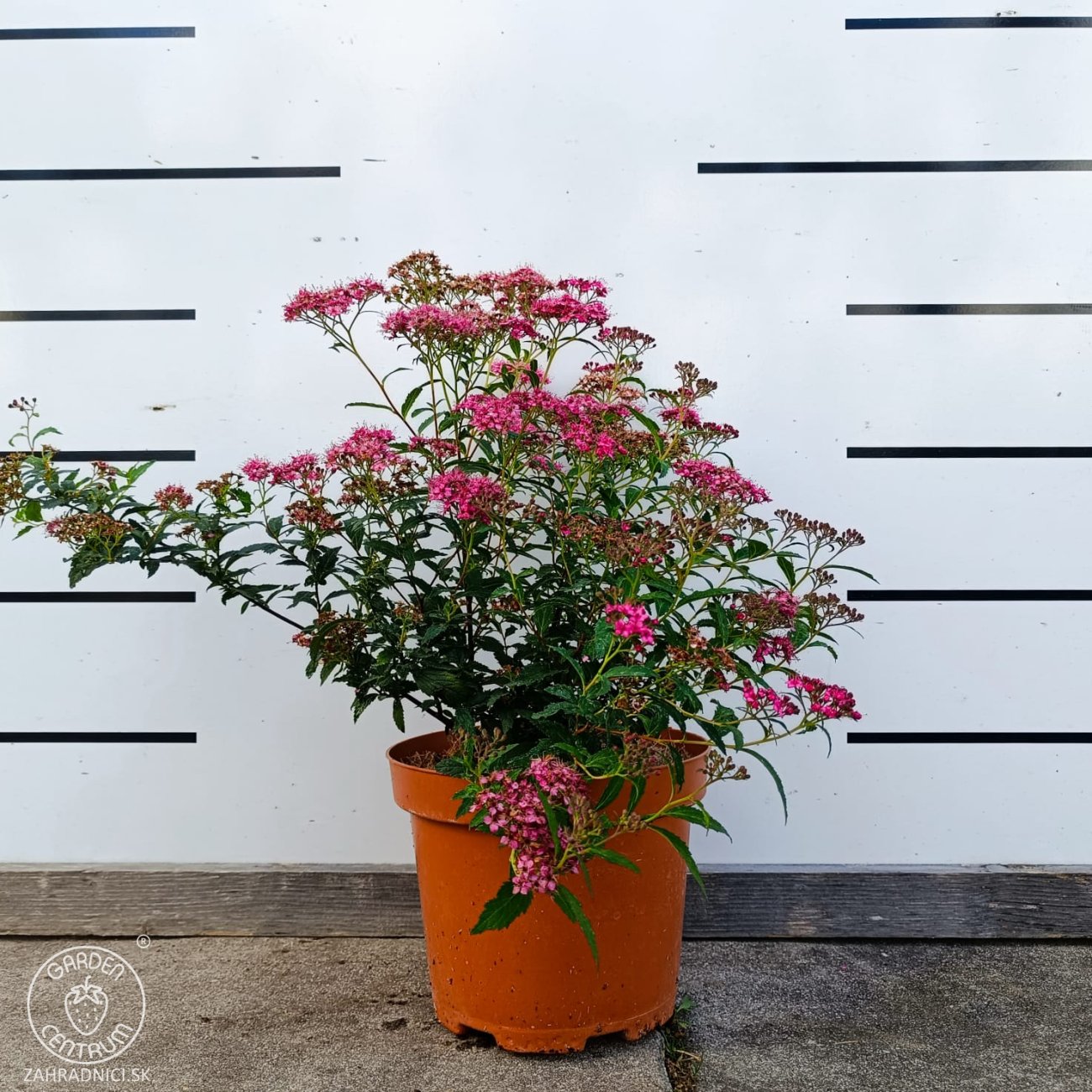 Obrázok Tavoľník japonský (Spiraea japonica) ´NEON FLASH´ - výška 30-40 cm, kont. C3L